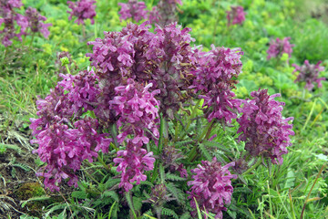 Pedicularis verticillata - Quirlblättriges Läusekraut -whorled lousewort