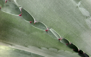 Amerikanische Agave - Agave americana - century plant © Konstanze Gruber
