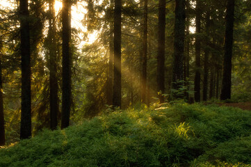 Beautiful landscape of morning forest.