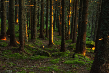 Beautiful landscape of morning forest.