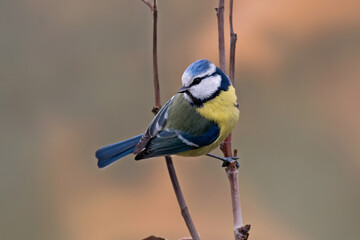 PAJARO AZUL HERRERILLO CYANISTES POSANDO CON FONDO DEGRADADO