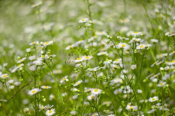 Białe polne kwiaty
