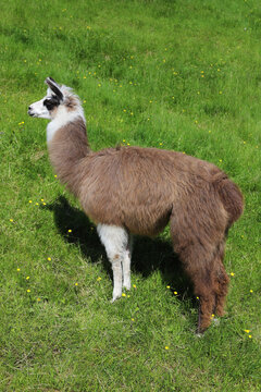 a brown alpaca stands sideways against the backdrop of a green meadow.