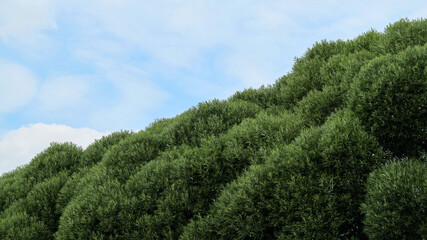 Fototapeta premium trees and sky