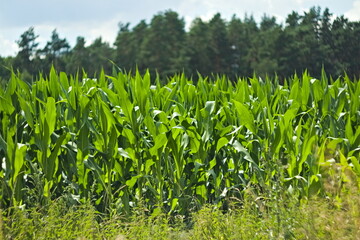 Rosnąca kukurydza