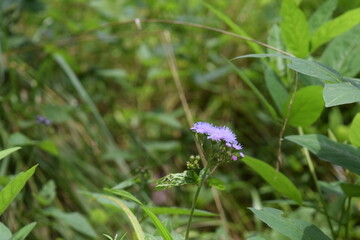 A purple flower beside a pond