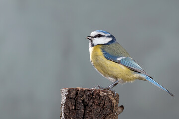 PAJARO AZUL HERRERILLO CYANISTES POSANDO CON FONDO DEGRADADO