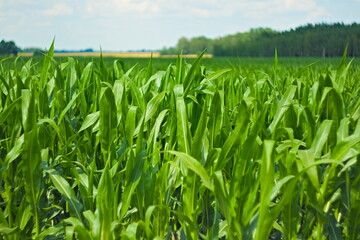 Fototapeta Pole zielonej kukurydzy obraz