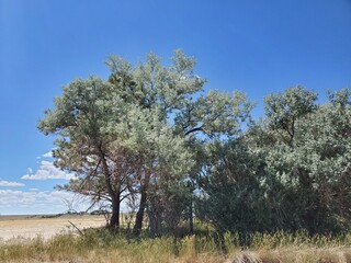 Fototapeta premium Tree and sky