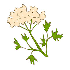 Wild flower vector illustration isolated on white 