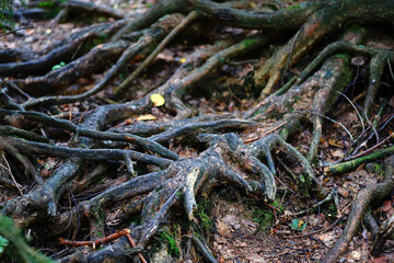 The roots of a tree crawled out of the ground. Can be used as background