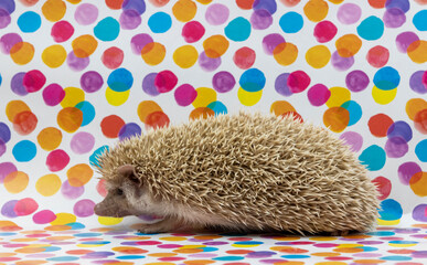The African hedgehog is a side view on a beautiful background