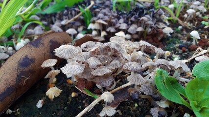 mushrooms in the forest
