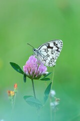 marbled white butterfly sitting on pink clover isolated in green meadow, Melanargia galathea