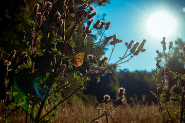 Motyl w blasku porannego słońca © Agnieszka