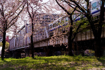 大阪桜ノ宮・春、大阪環状線淀川橋梁を渡る電車と桜散る風景