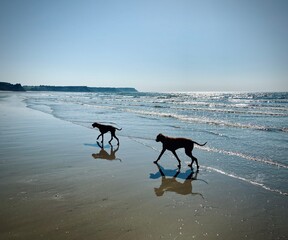 dog running on the beach