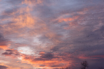 Fototapeta premium Beautiful sunrise in a forest with a cloudy sky.Pink and Orange colored clouds. beautiful nature. Multicolored sky
