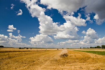 Skoszone pole pszenicy podczas żniw i piękne niebo
