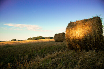 Snopki siana na polu © Agnieszka