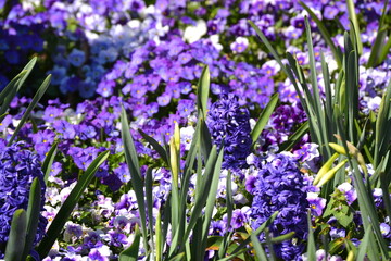 Naklejka premium Purple Spring Flowers