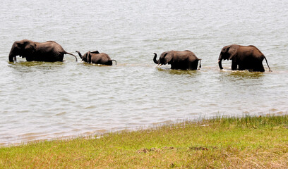 Naklejka na ściany i meble Apart from drinking around 120 liters of water per day, elephants love bathing too, as this group demonstrates in the Zambezi River near Mana Pools, Zimbabwe, Africa
