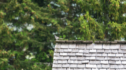 bird on a roof