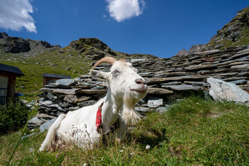 In den Alpen Italien Lombardei