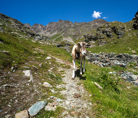 In den Alpen Italien Lombardei