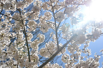 Cherry Blossom in Spring