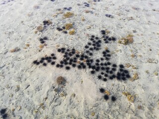Sea urchins