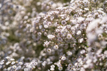 White small flower, close up