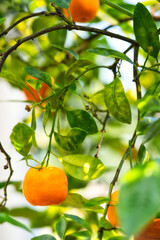Small oranges growing on thin branches