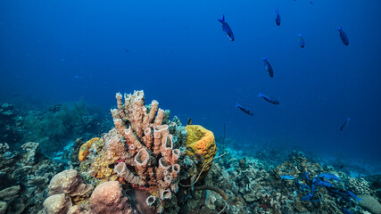 Fototapeta na wymiar Seascape in turquoise water of coral reef in Caribbean Sea / Curacao with fish, coral and Vase Sponge