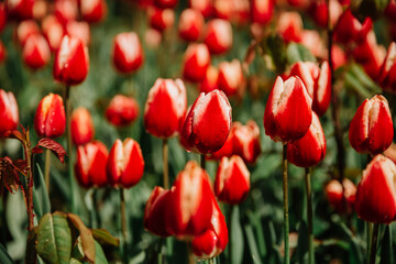 Field of red tulips in Istanbul, Turkey