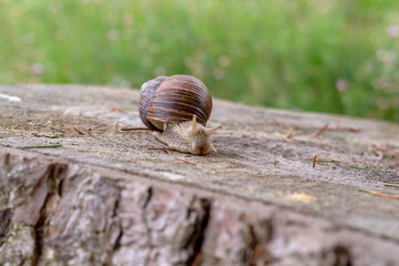 A snail on its way over a stump tree.