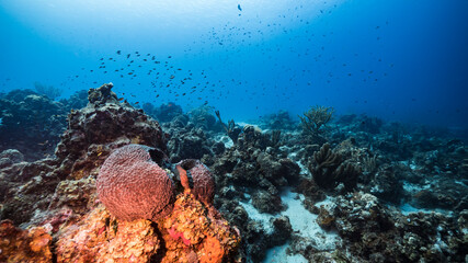 Seascape in turquoise water of coral reef in Caribbean Sea / Curacao with fish, coral and sponge