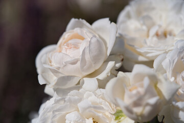 Close-up of a white rose