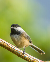 A black capchickadee perched on a branch