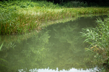 green grass in the pond