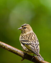 A song sparrow perched on a branch