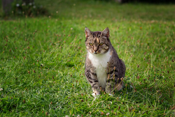 Naklejka na ściany i meble A tabby domestic cat sits relaxed in the green grass.