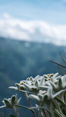 edelweiss flowers in the mountains