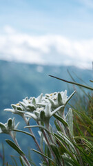 edelweiss flowers in the mountains
