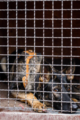 Obraz premium lonely dog in cage waiting for adoption in shelter