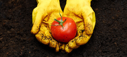 Red fresh tomato with water droplets hold hands in yellow gloves soiled in the ground. A background of fresh earth. Concept: growing fruits and vegetables, agriculture.