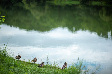 ducks beside a lake