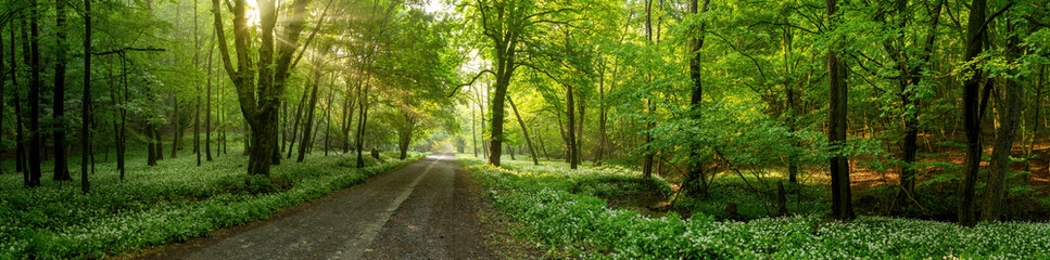 Fototapeta na wymiar Road among the trees illuminated by sunbeams through the leaves in summer forest. Panorama of a forest path surrounded on both sides by vivid greenery and blooming wild garlic.