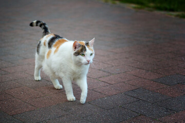 A colorful domestic cat on its way.