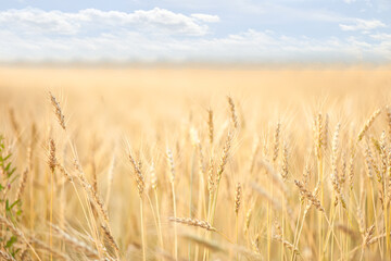 Field of ripening wheat. Agricultural harvest concept